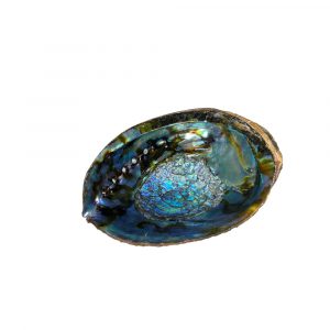 Abalone Shell-Inside