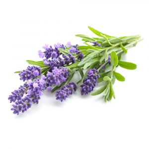 Lavender Essential Oil