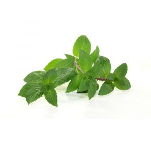 Peppermint Essential Oil
