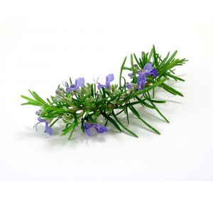 Rosemary Essential Oil