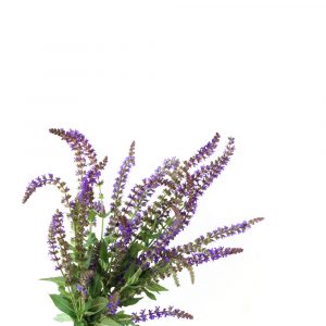 Sage Essential Oil