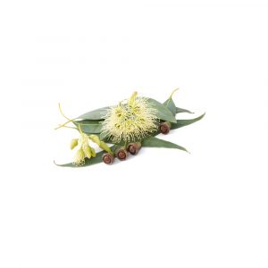 Eucalyptus Essential Oil